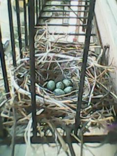 Nest with Eggs