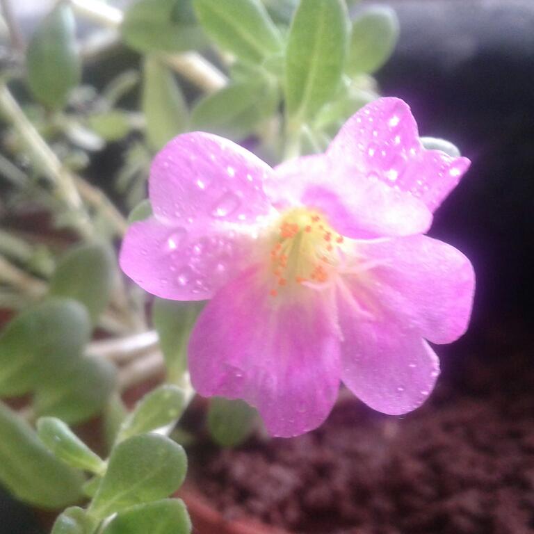 Pink Flower