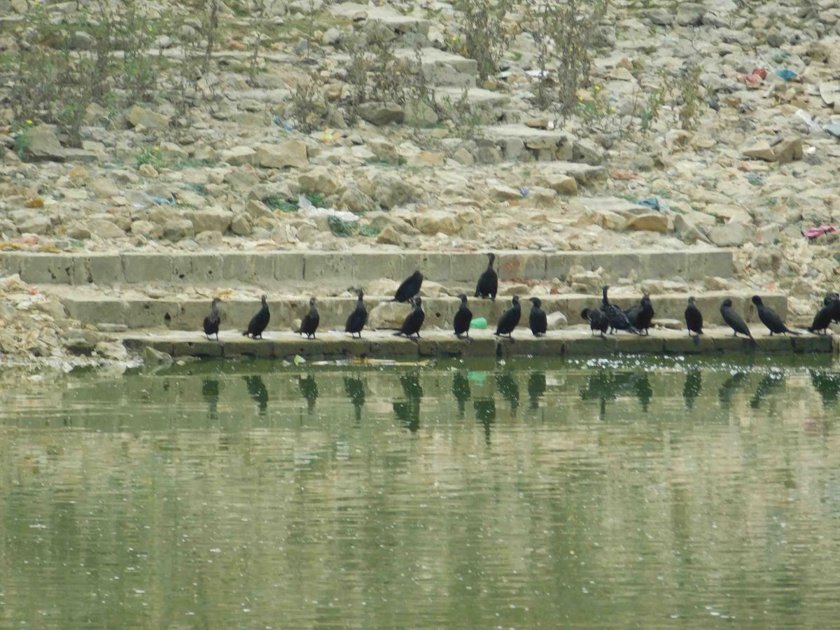 Birds in Gopi Lake, Dwarka, India