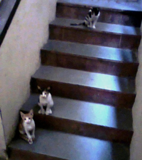 Cats on a stair-case
