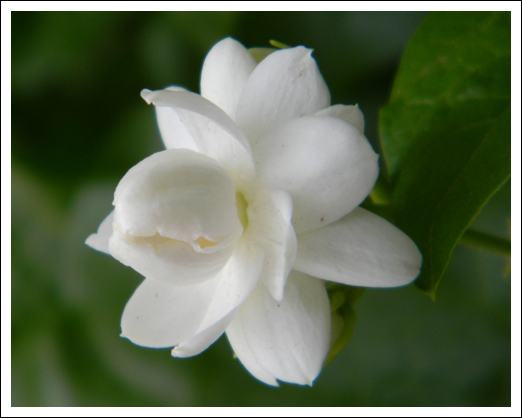 Jasminum sambac (Mogara) 