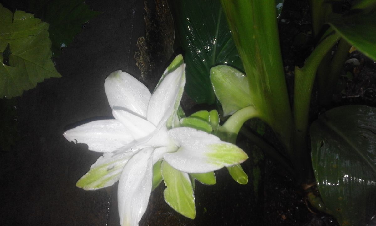 White Flower