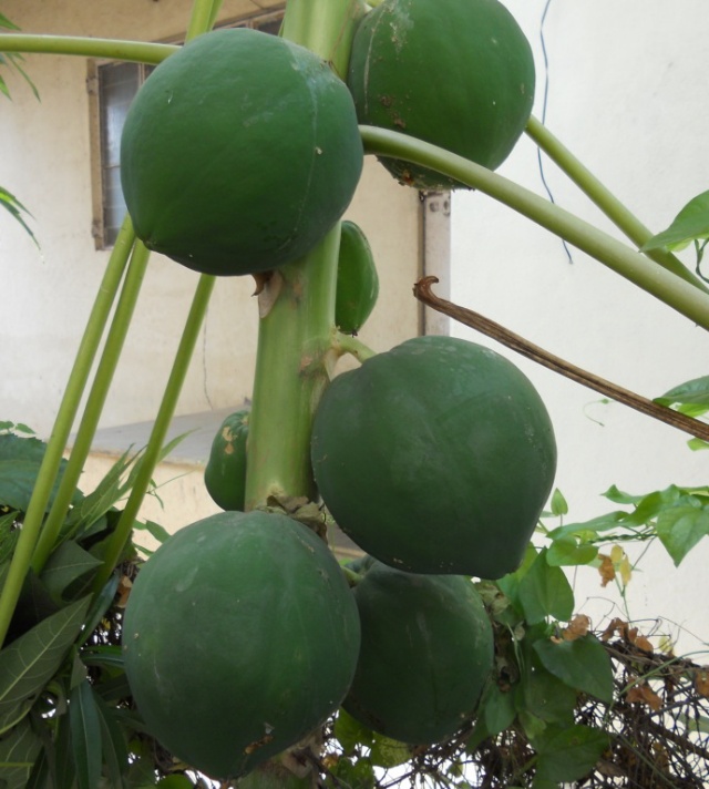 Papaya on a tree (Carica papaya)