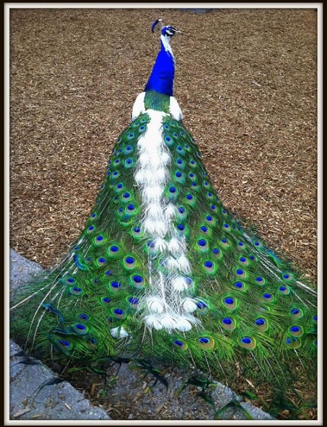 Peacock