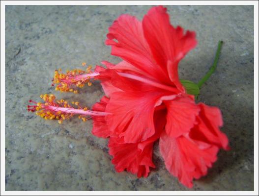 Indian Flower