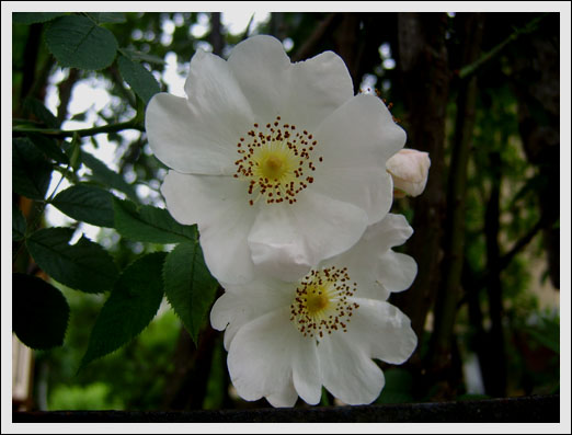 White Flower