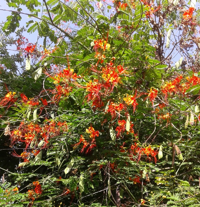 Green tree with red flowers