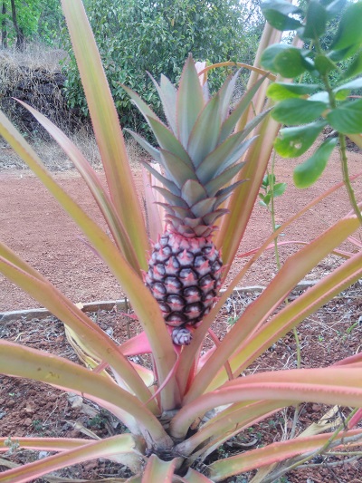 Pineapple