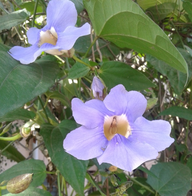Sky vine flower