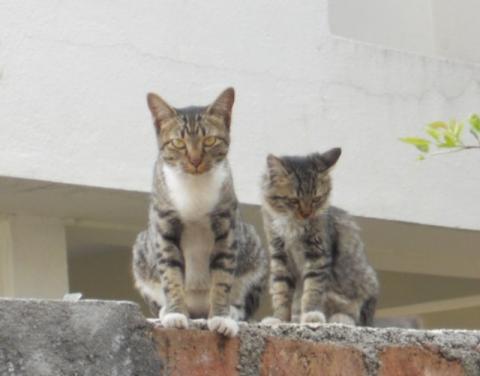 Cats on a wall