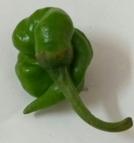 Green Chilli (Chili peppers)