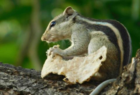 Chipmunk