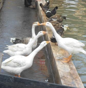 एका तळ्यात होती बदके पिले सुरेख! ( विजय टॉकिज - गणपती मंडळ देखावा) (Ducks in pond)