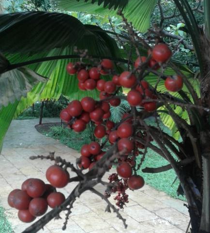Fan Palm (Arecaceae)  लालबुंद फळे असणारा हा फॅन पाम!