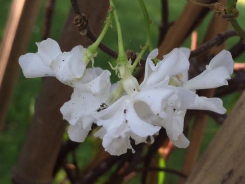 American/ Hawaiian Jui (White flowers) अमेरिकन किंवा हवायन जुई