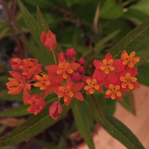 Red - Orange Flowers in garden (हळदी-कुंकवाचं झाड- केसरिया)