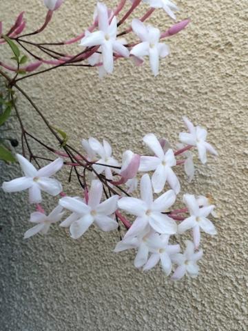 Pink/American Jasmine (Jasminum) पिंक जॅस्मिन, अमेरिका