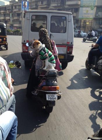 Dressed Dog Pune