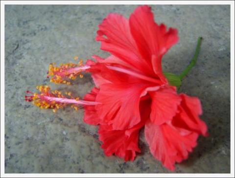 Indian Flower