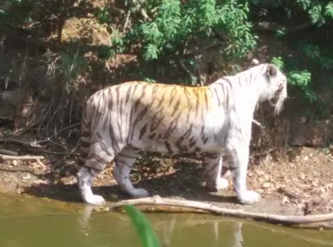 Tiger alongside of a pond