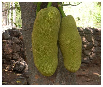 Jackfruit